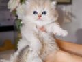 Özel Rengiyle AY Golden British Longhair 