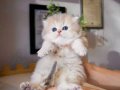 Özel Rengiyle AY Golden British Longhair 