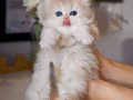Özel Rengiyle AY Golden British Longhair 