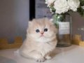 Özel Rengiyle AY Golden British Longhair 