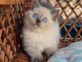 Bitter Çikolata Point British Shorthair 