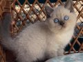 Bitter Çikolata Point British Shorthair 