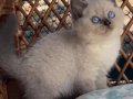 Bitter Çikolata Point British Shorthair 