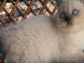 Bitter Çikolata Point British Shorthair 