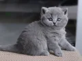Gümüş Zarafet Gri British Shorthair 