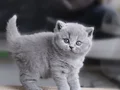 Gümüş Zarafet Gri British Shorthair 