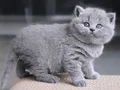 Gümüş Zarafet Gri British Shorthair 