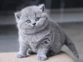 Gümüş Zarafet Gri British Shorthair 