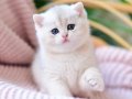 Bebek Surat AY Golden British Shorthair 