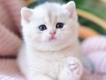Bebek Surat AY Golden British Shorthair 