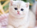 Bebek Surat AY Golden British Shorthair 