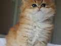 Etkileyici Tüyleriyle Golden British Longhair 