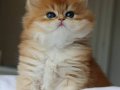 Etkileyici Tüyleriyle Golden British Longhair 