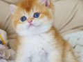 Şampiyon Soydan Gelen Golden British Shorthair 