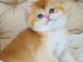Şampiyon Soydan Gelen Golden British Shorthair 