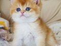 Şampiyon Soydan Gelen Golden British Shorthair 