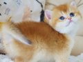 Şampiyon Soydan Gelen Golden British Shorthair 