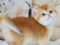 Şampiyon Soydan Gelen Golden British Shorthair 