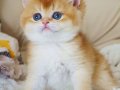 Şampiyon Soydan Gelen Golden British Shorthair 