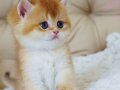 Şampiyon Soydan Gelen Golden British Shorthair 