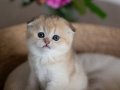 Minik Bebek Golden Scottish Fold Shorthair 