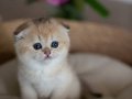 Minik Bebek Golden Scottish Fold Shorthair 