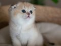 Minik Bebek Golden Scottish Fold Shorthair 