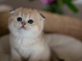 Minik Bebek Golden Scottish Fold Shorthair 