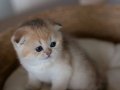 Minik Bebek Golden Scottish Fold Shorthair 