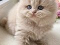 Harika Rengiyle Lilac British Longhair 