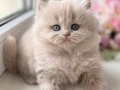 Harika Rengiyle Lilac British Longhair 