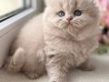 Harika Rengiyle Lilac British Longhair 