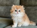Altın Kürklü Golden British Longhair 