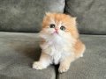 Altın Kürklü Golden British Longhair 