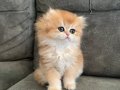 Altın Kürklü Golden British Longhair 
