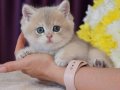 Son Kalan Özel AY Golden British Shorthair yavrumuz 