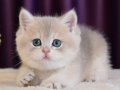 Son Kalan Özel AY Golden British Shorthair yavrumuz 