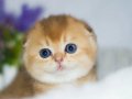 Altın Yumoş Golden Scottish Fold Shorthair yavrumuz 