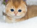 Altın Yumoş Golden Scottish Fold Shorthair yavrumuz 