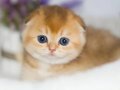 Altın Yumoş Golden Scottish Fold Shorthair yavrumuz 