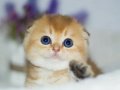 Altın Yumoş Golden Scottish Fold Shorthair yavrumuz 
