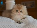 Soft Renkli Golden British Longhair yavrumuz 