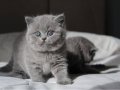 Gümüş Mucize Gri British Shorthair 