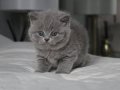 Gümüş Mucize Gri British Shorthair 