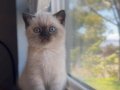 Şık Çikolata Point British Shorthair yavrumuz 