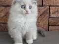 Safkan Mavi Gözlü Ragdoll yavrumuz 