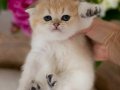 Yuvarlak Hatlı Golden Scottish Fold 