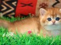 Kraliyet Yavrusu Golden British Shorthair yavrumuz 