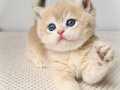 Golden Pawn British Shorthair 