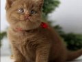 Premium Kalite Chocolate British Shorthair 